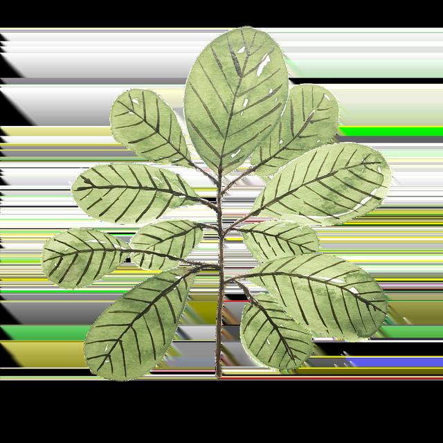 pvz主要资源植物大战僵尸